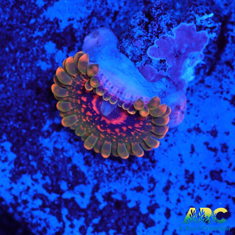 GB Grand Master Krakatoa