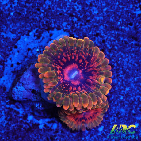 GB Grand Master Krakatoa