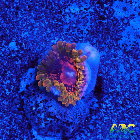 GB Grand Master Krakatoa