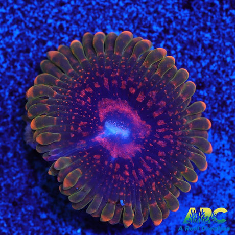 GB Grand Master Krakatoa