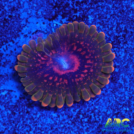 GB Grand Master Krakatoa