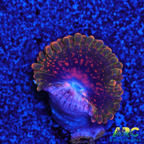 GB Grand Master Krakatoa