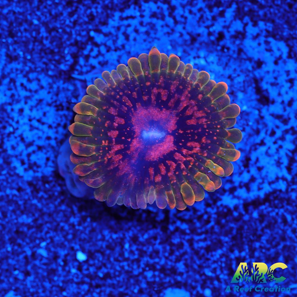 GB Grand Master Krakatoa