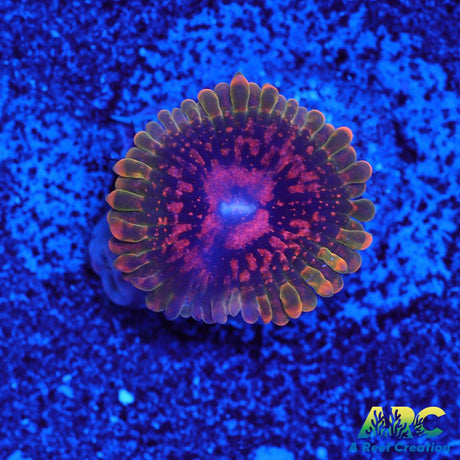 GB Grand Master Krakatoa