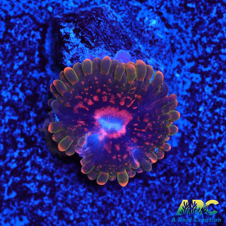 GB Grand Master Krakatoa