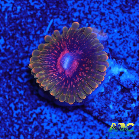 GB Grand Master Krakatoa