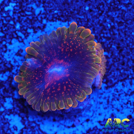 GB Grand Master Krakatoa