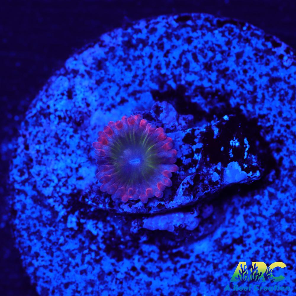 Electric Oompa Loompa