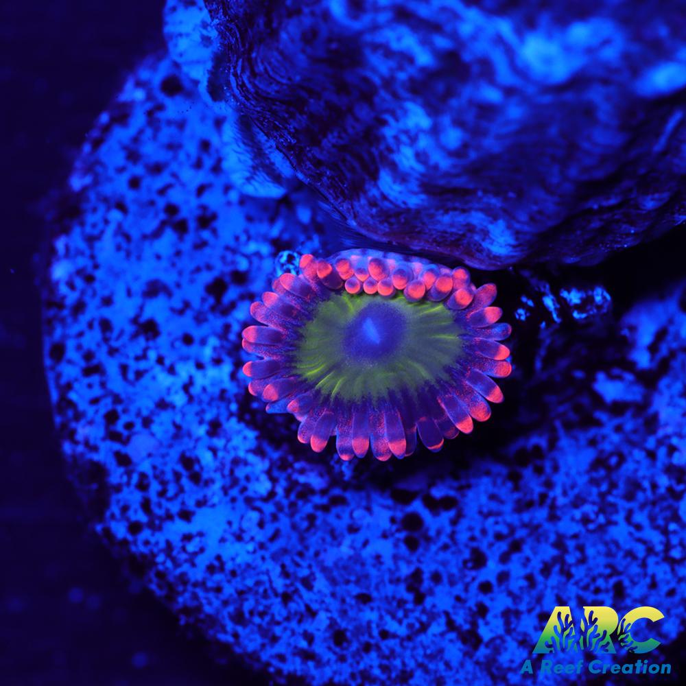 Electric Oompa Loompa