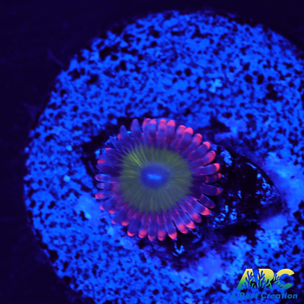 Electric Oompa Loompa