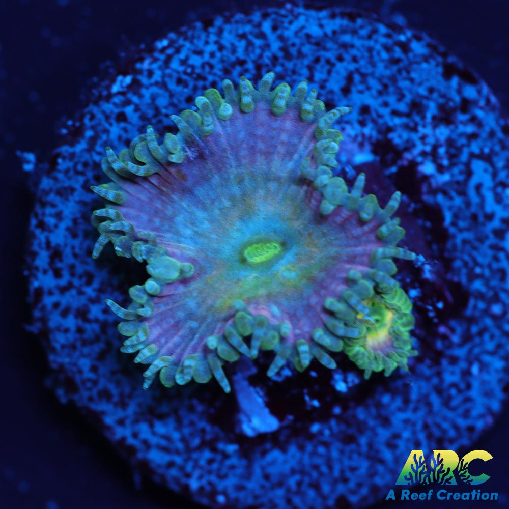 Beauty and the Beast Paly