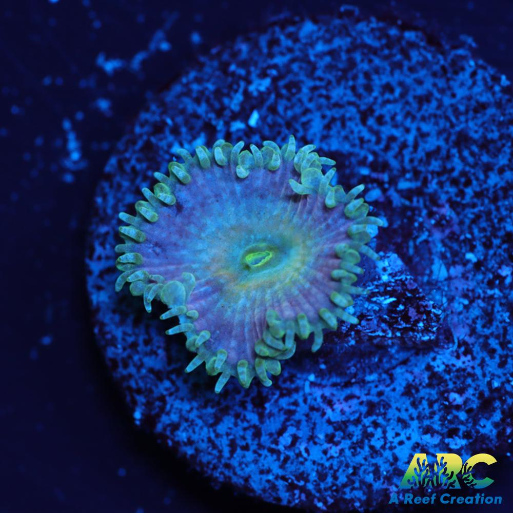 Beauty and the Beast Paly