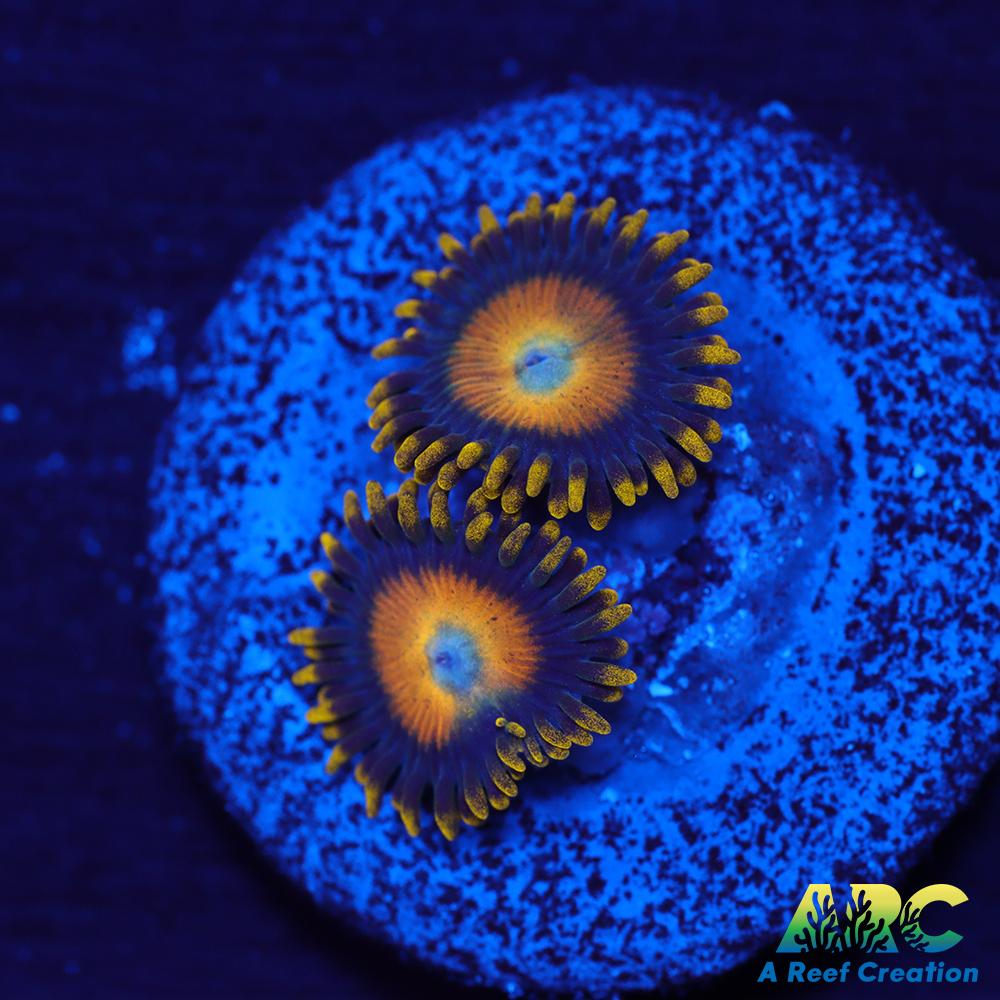 Scrambled Eggs Zoas