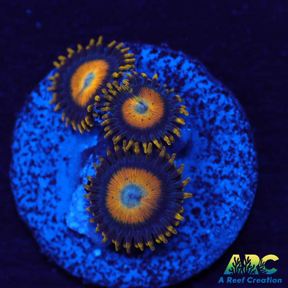 Scrambled Eggs Zoas