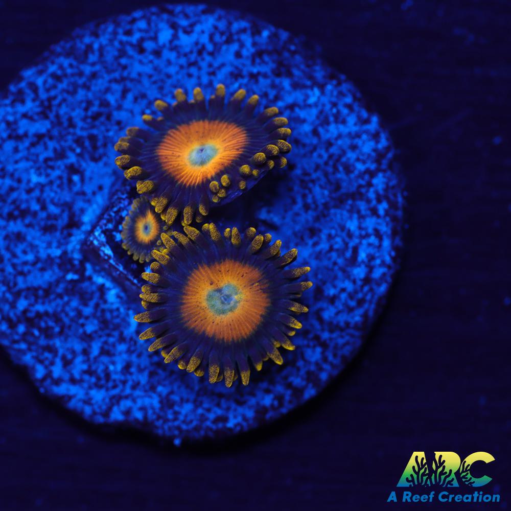 Scrambled Eggs Zoas