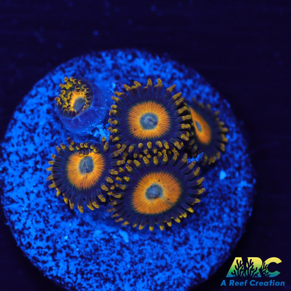 Scrambled Eggs Zoas