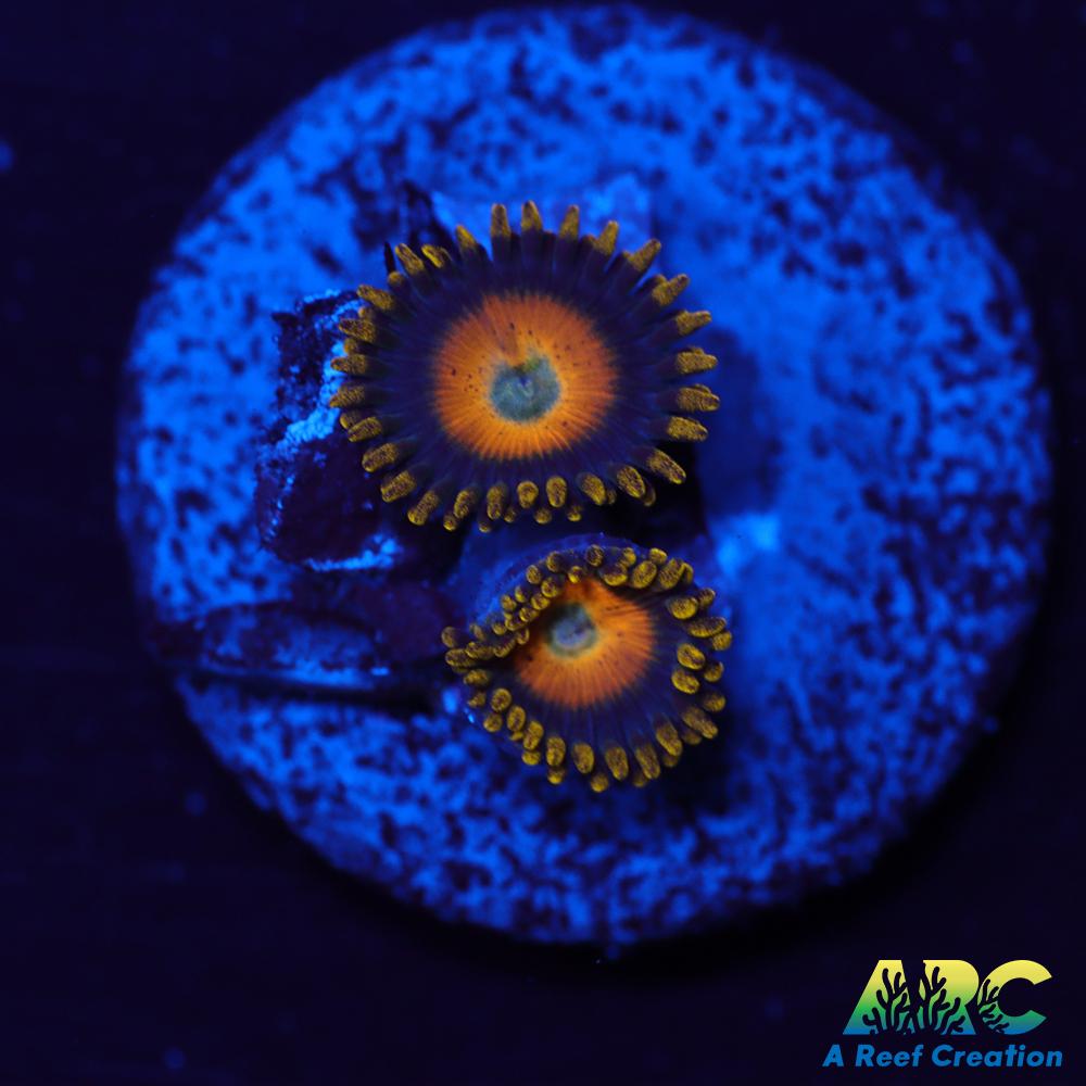 Scrambled Eggs Zoas