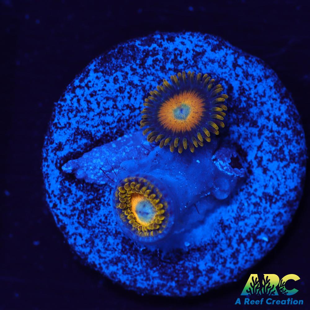 Scrambled Eggs Zoas