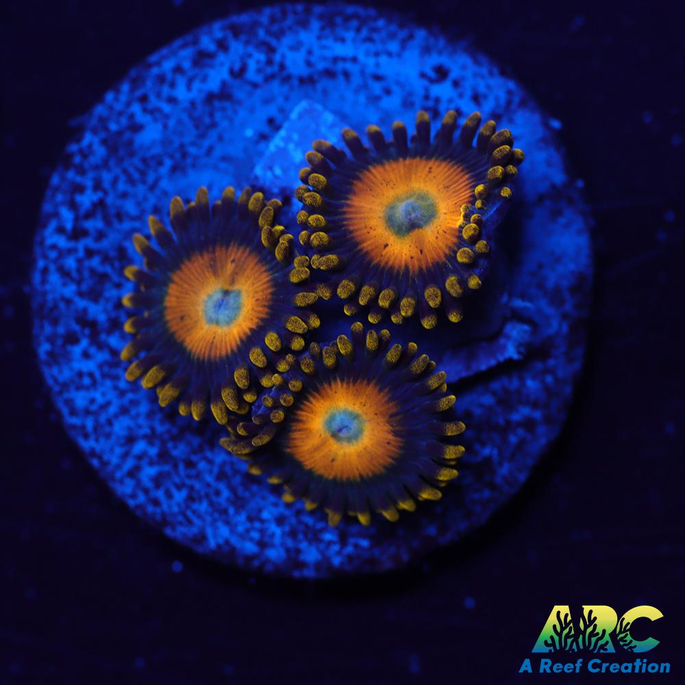 Scrambled Eggs Zoas