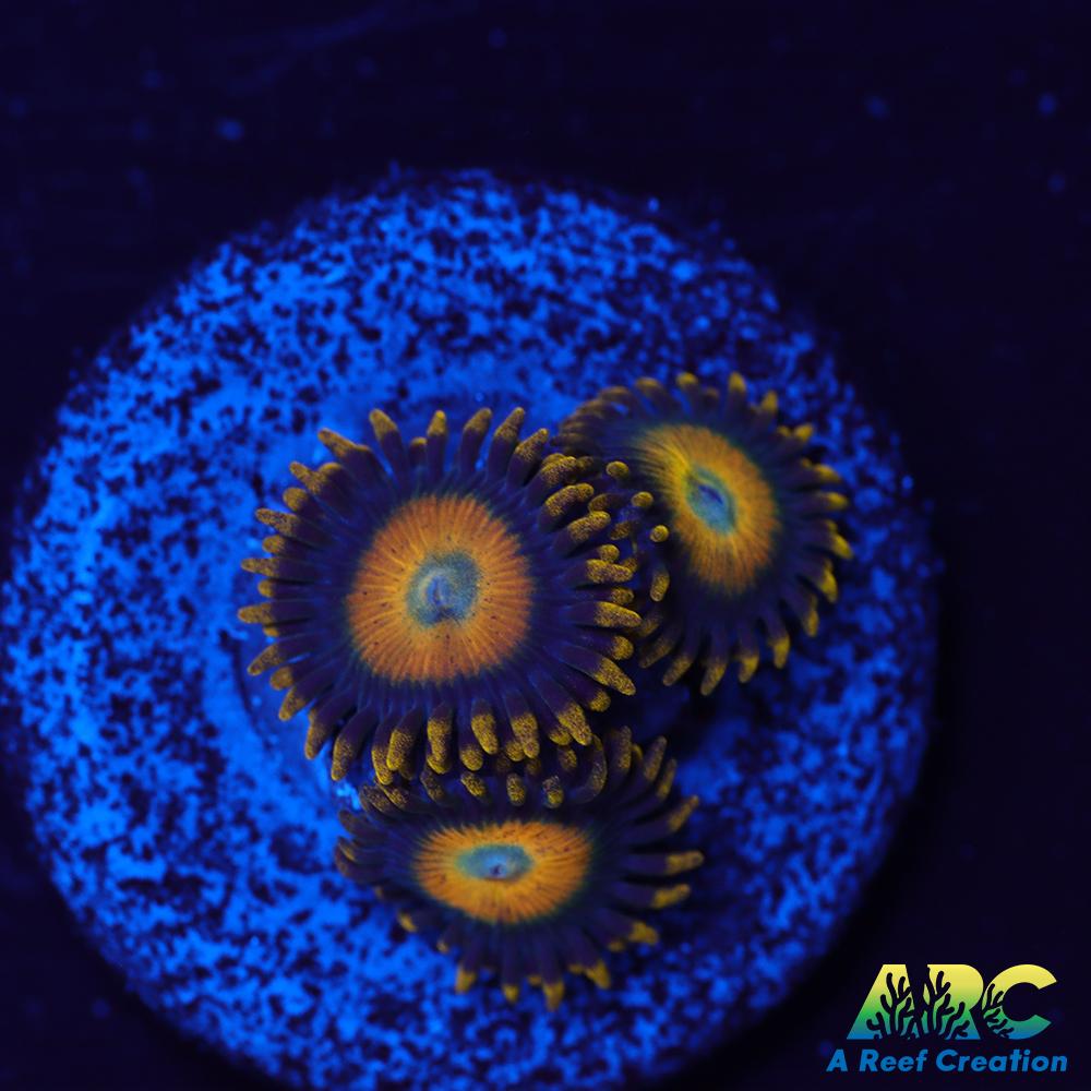 Scrambled Eggs Zoas