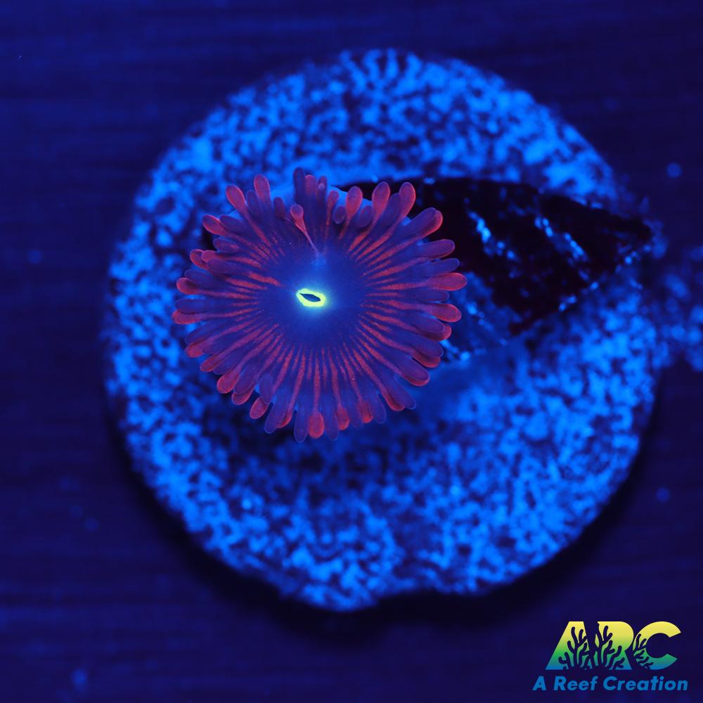 Electric Red People Eaters