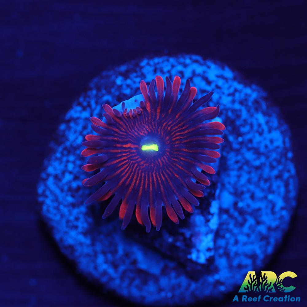 Electric Red People Eaters