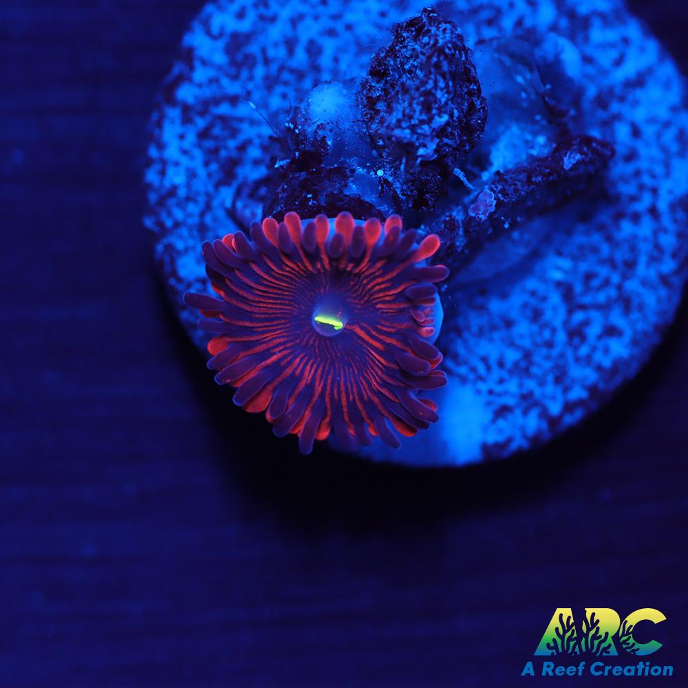 Electric Red People Eaters