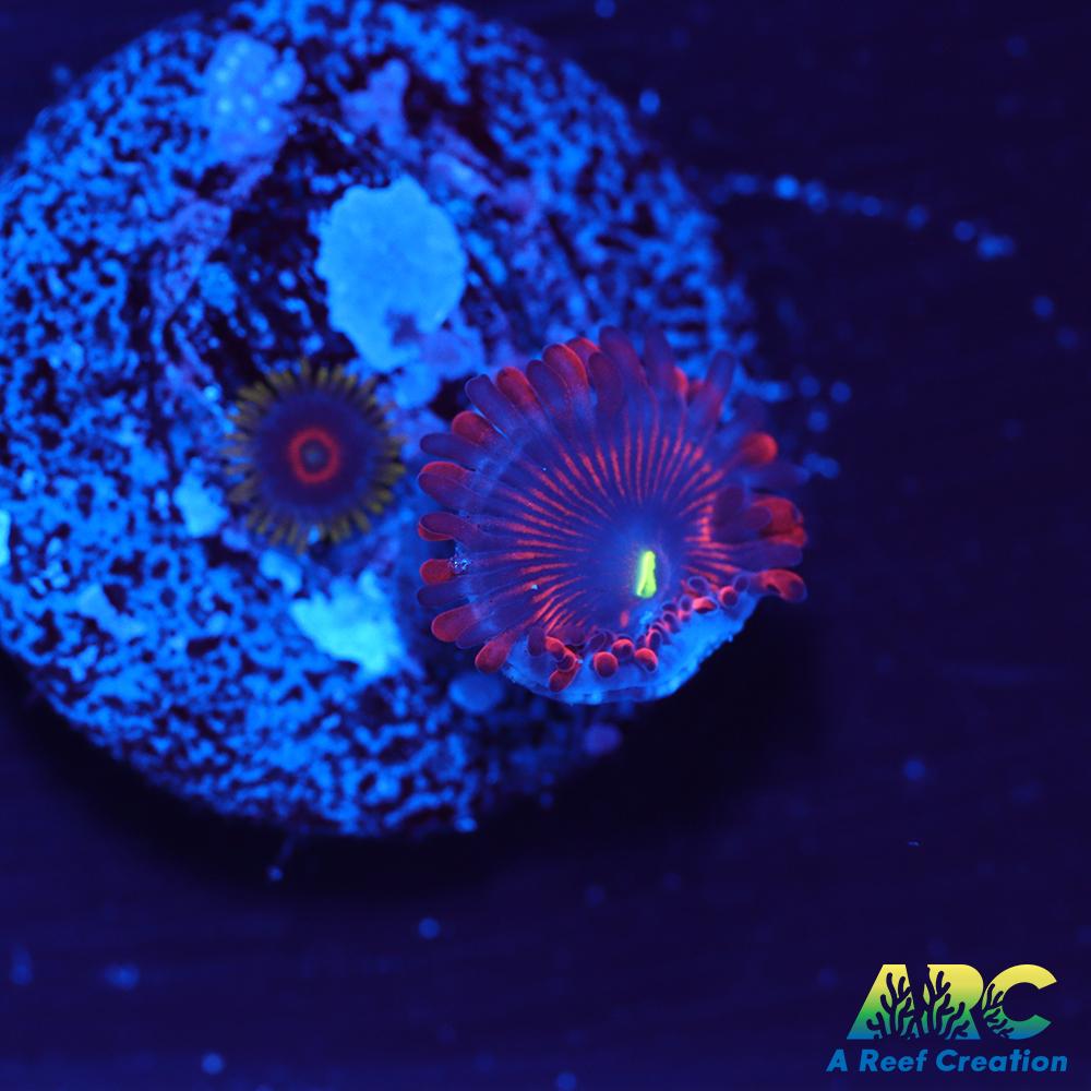 Electric Red People Eaters