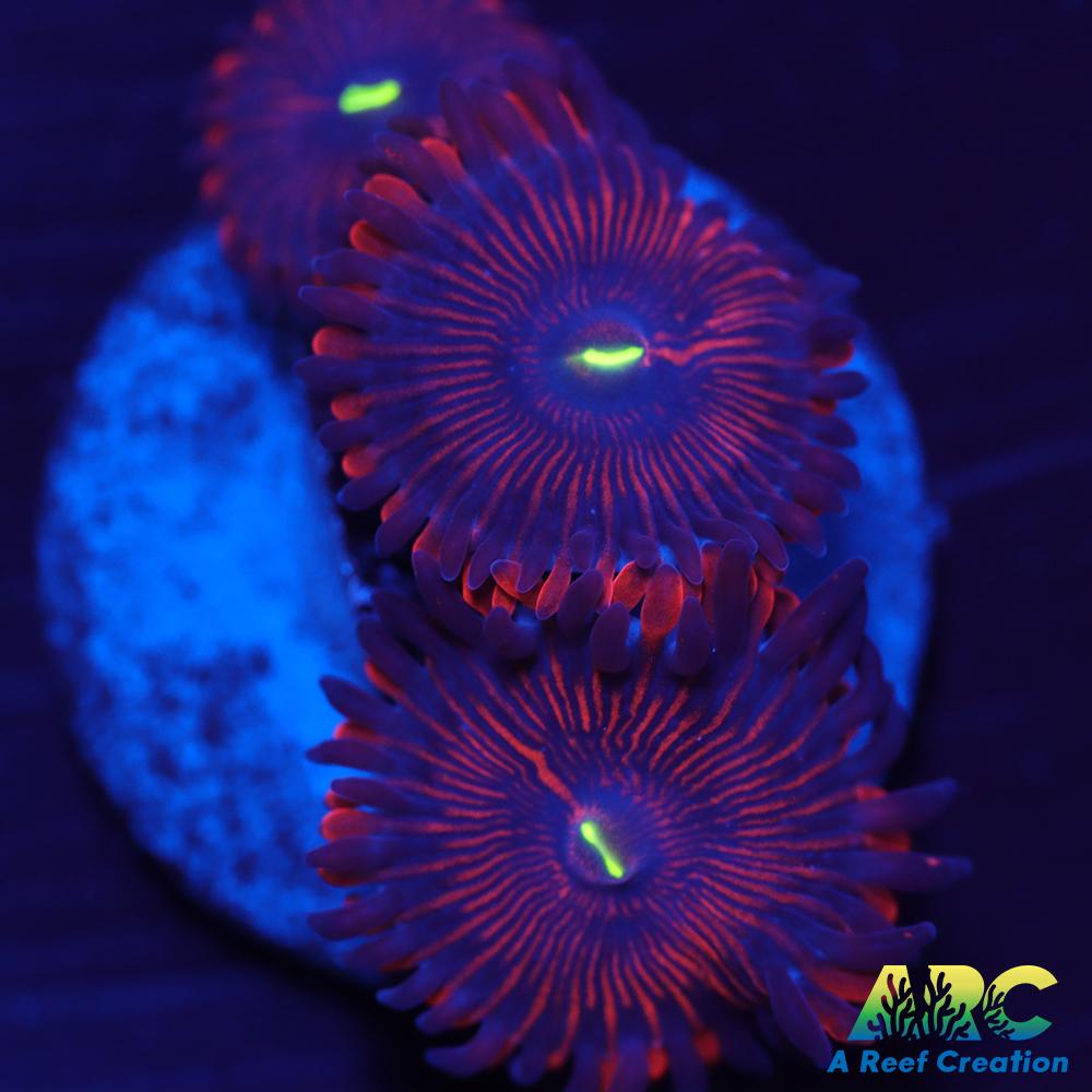 Electric Red People Eaters