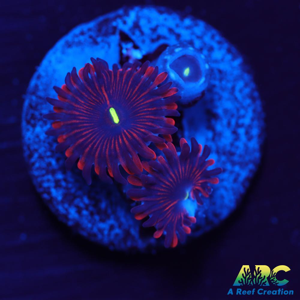 Electric Red People Eaters