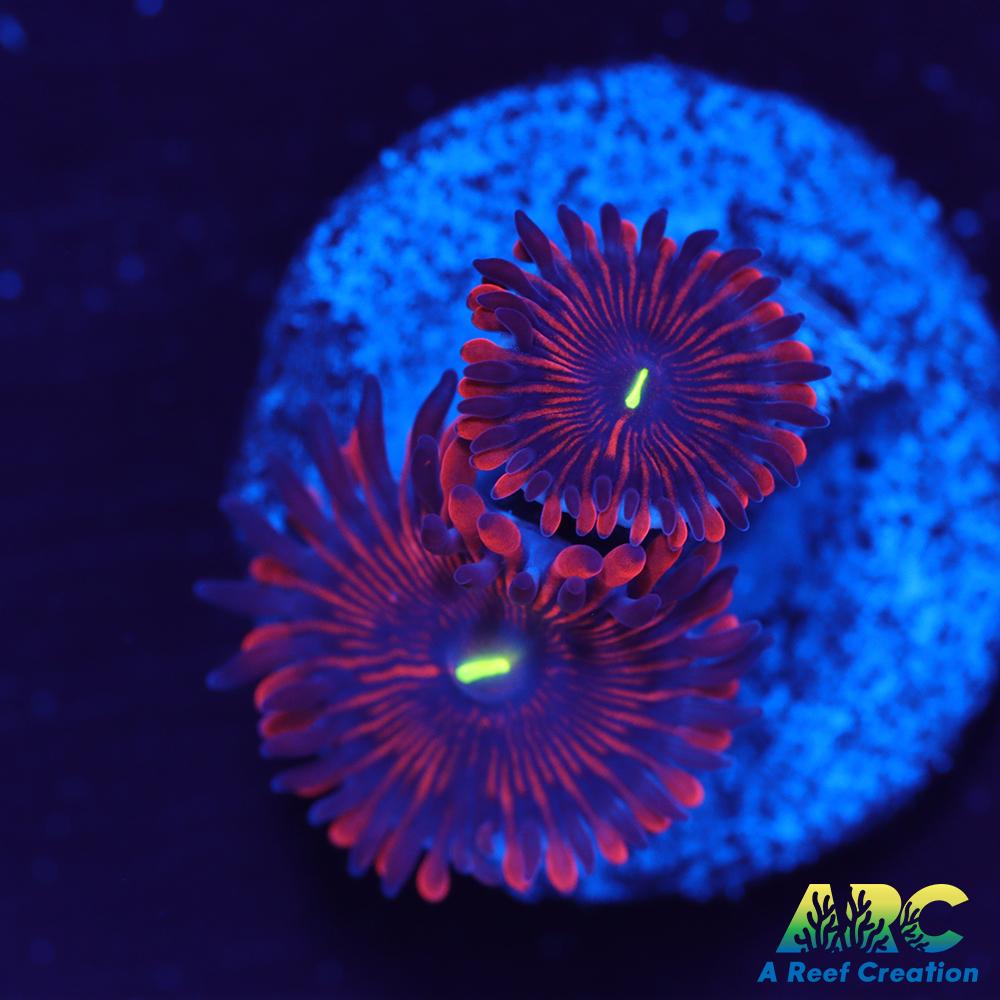 Electric Red People Eaters