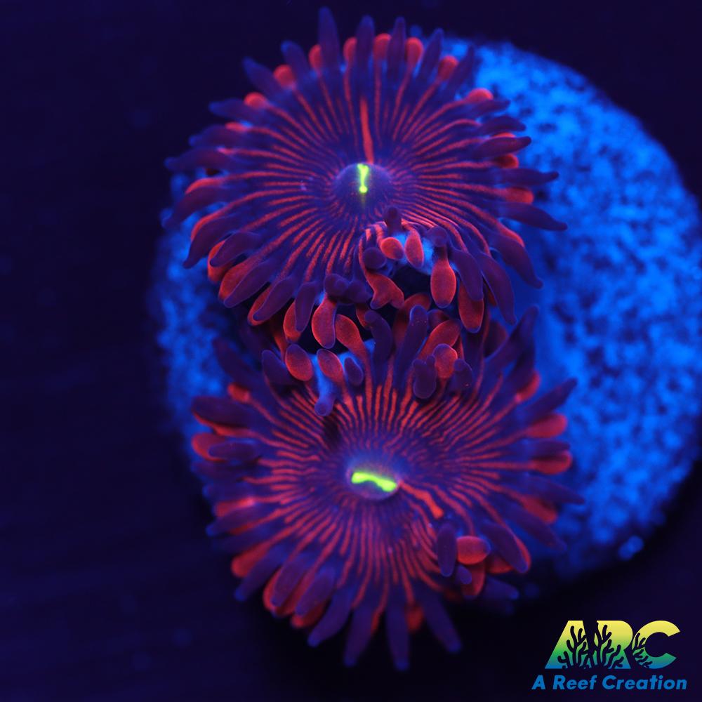 Electric Red People Eaters