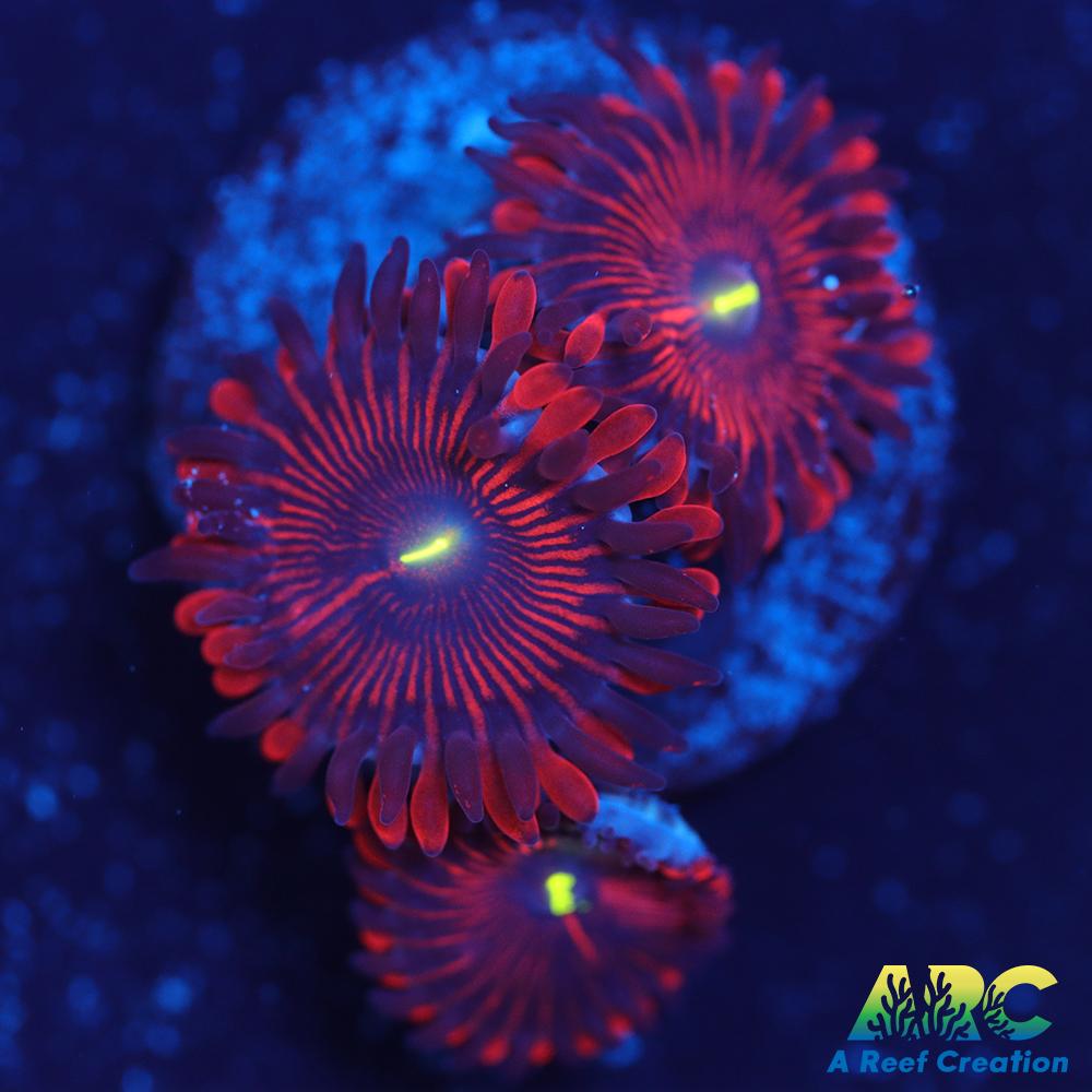 Electric Red People Eaters