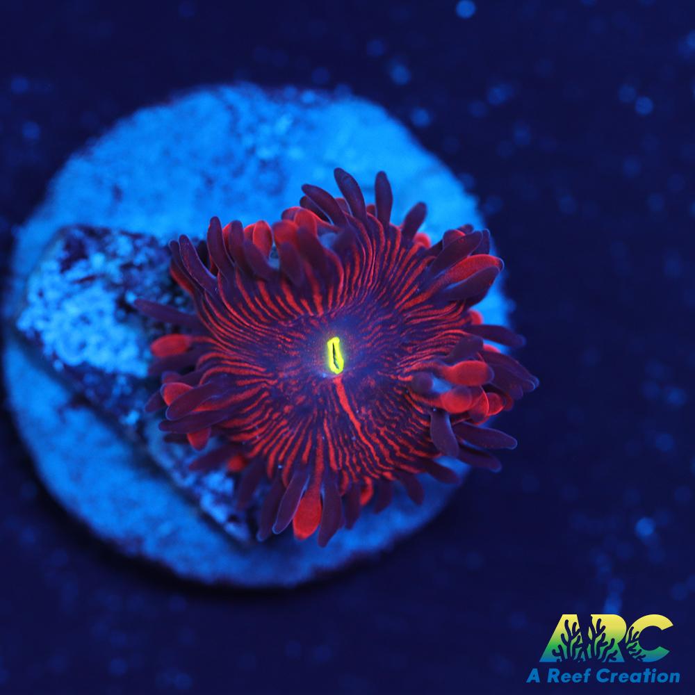 Electric Red People Eaters