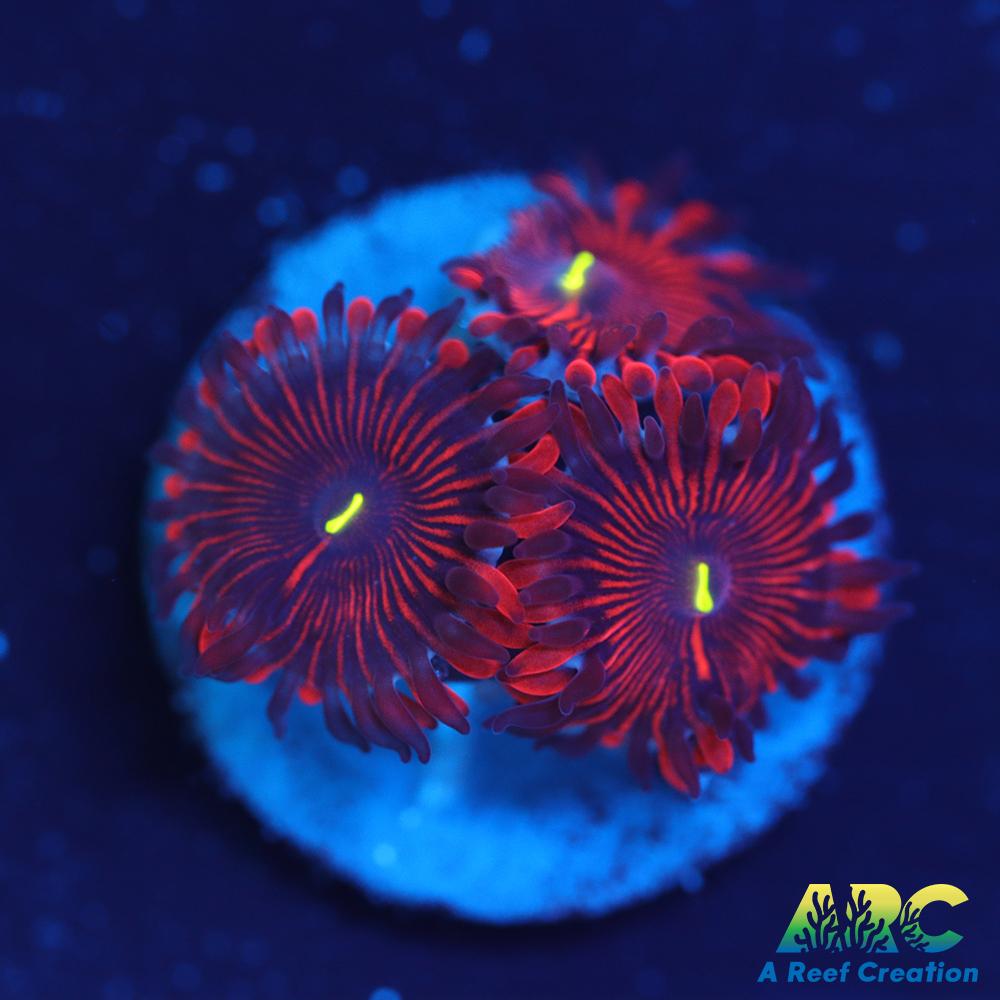 Electric Red People Eaters