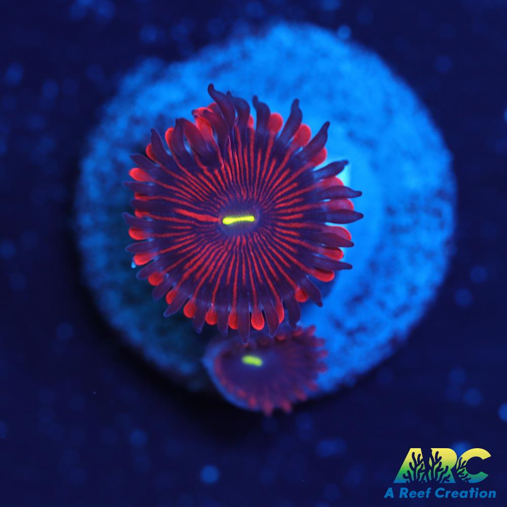 Electric Red People Eaters