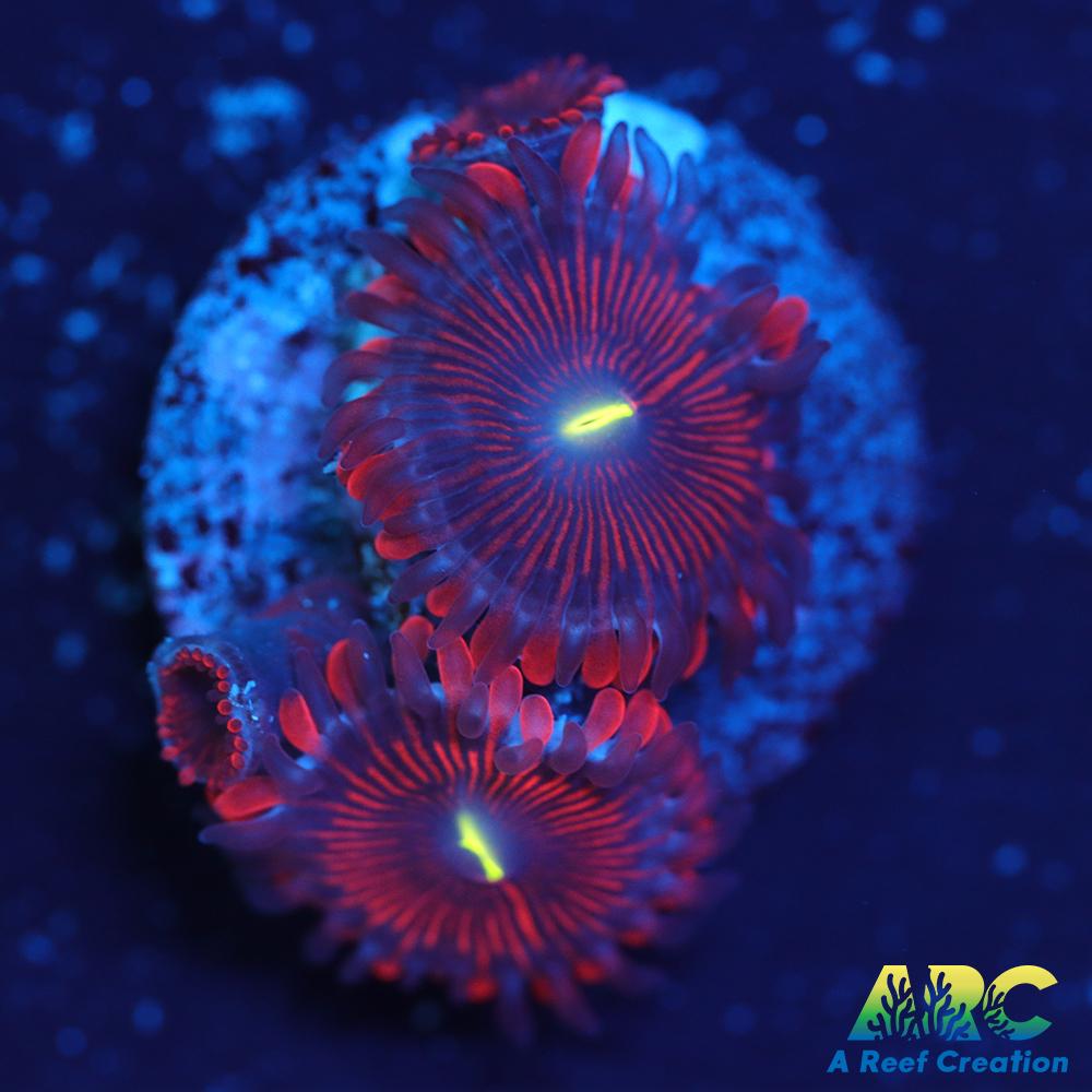 Electric Red People Eaters