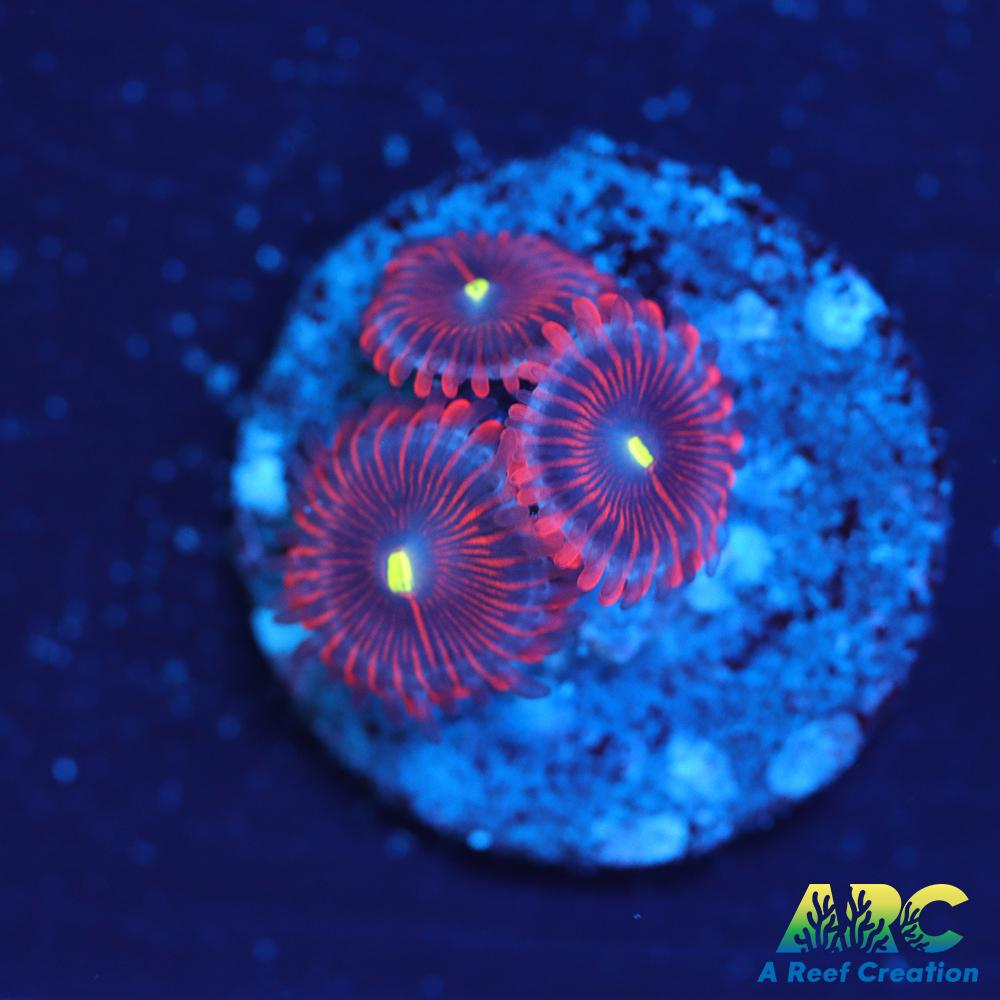 Electric Red People Eaters