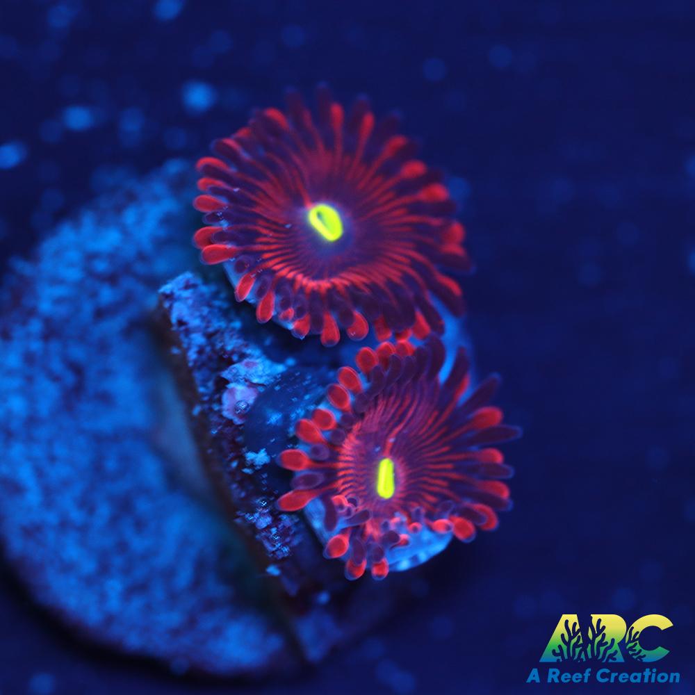 Electric Red People Eaters