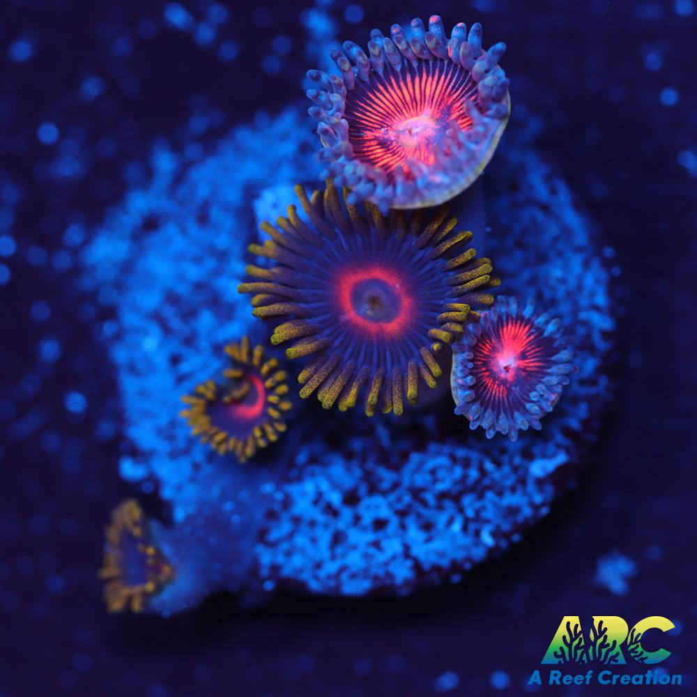 Purple Heart and God of War Revolution