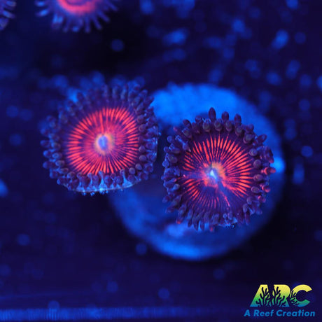 God of War Revolutions