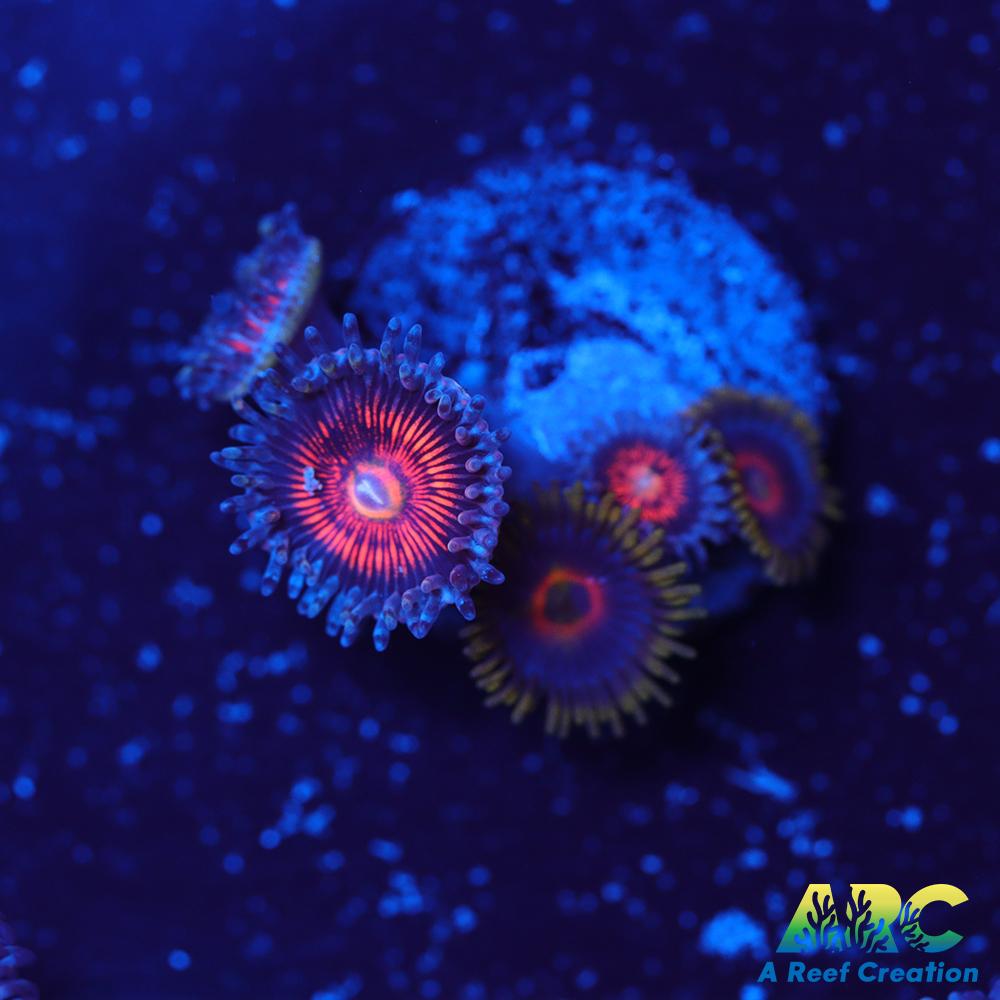 God of War Revolutions