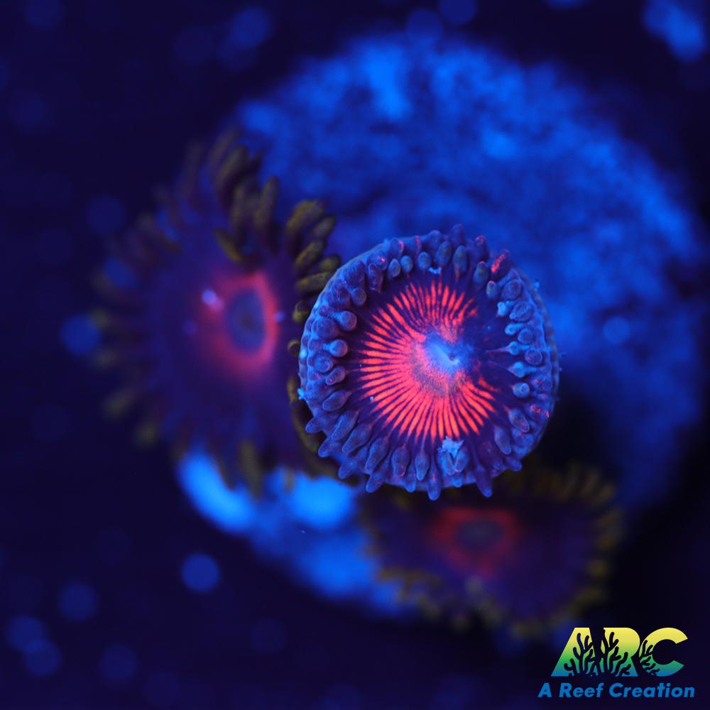 God of War Revolutions