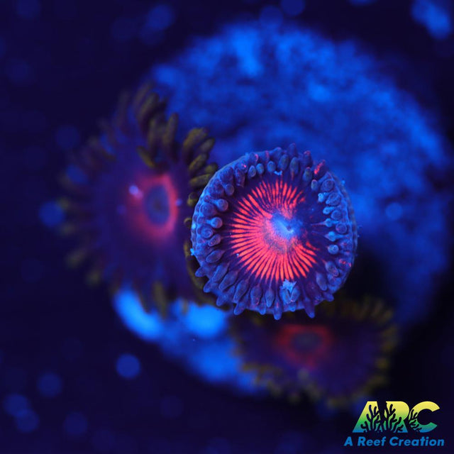 God of War Revolutions