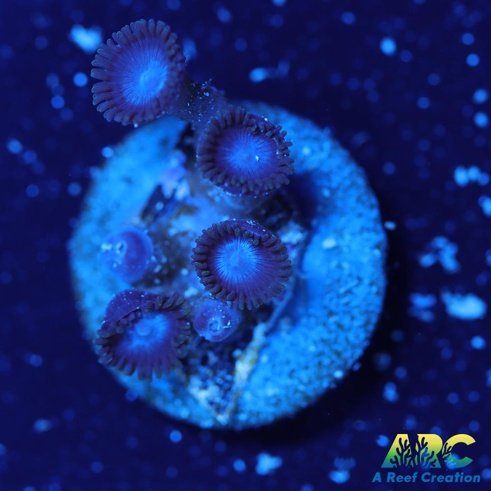 Blue Zoa