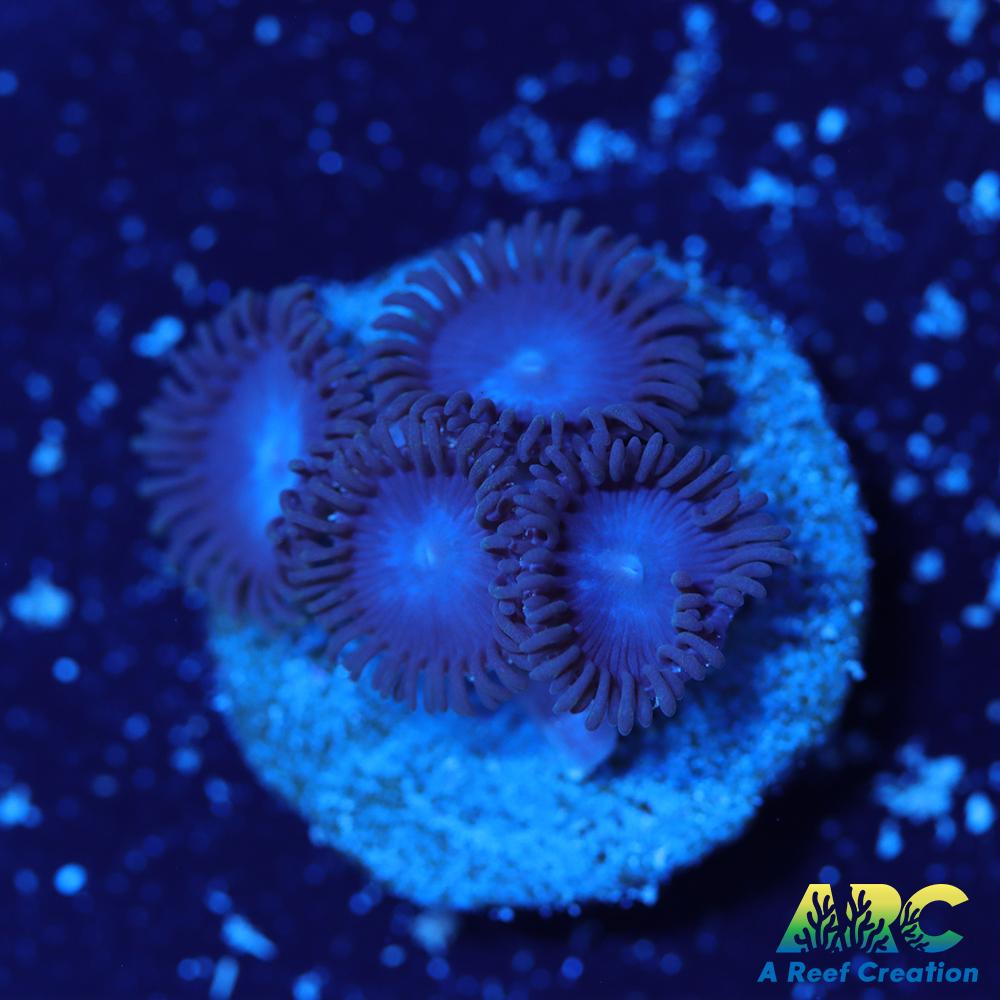 Blue Zoa
