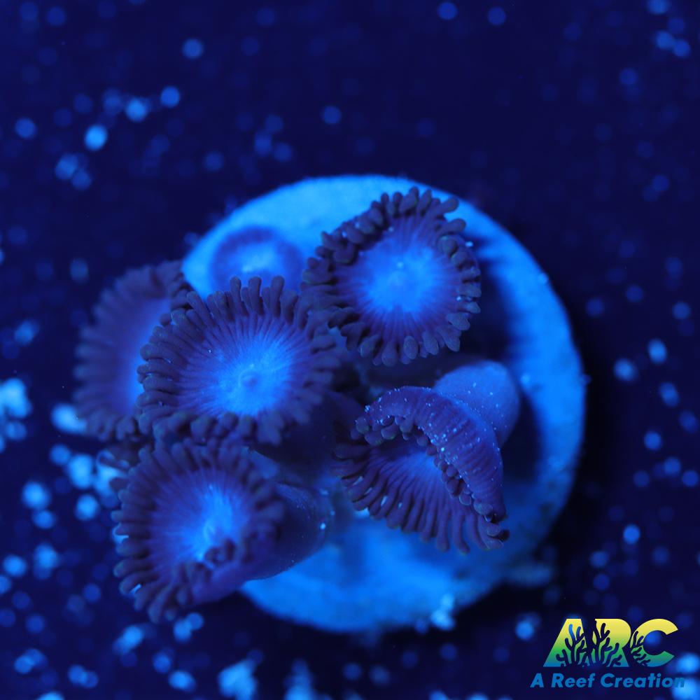 Blue Zoa