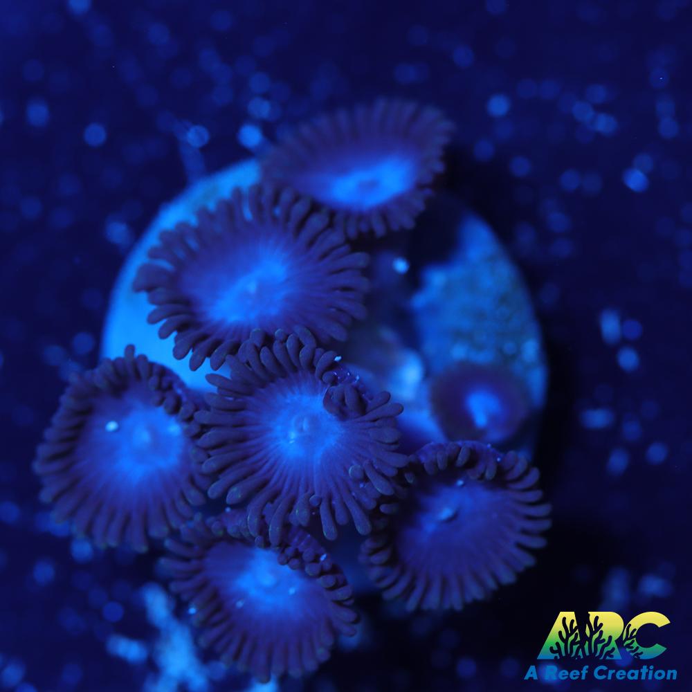 Blue Zoa