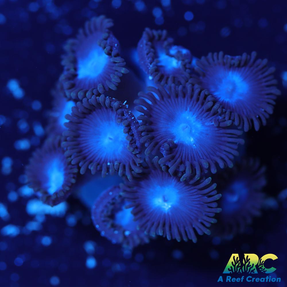 Blue Zoa
