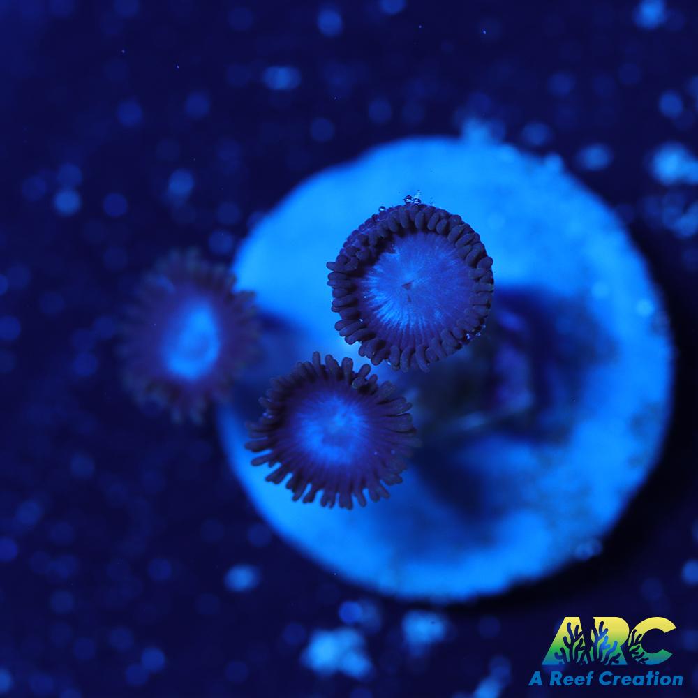 Blue Zoa